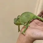 حرابي للبيع الي يبغا يتواصل