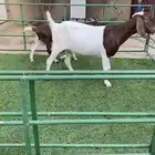 عنز بورقت مقروعه من شهر ومتبع