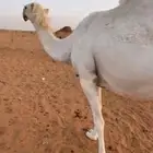لقحه ثنو وضحاء