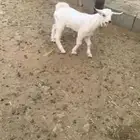 صخل يرضع من الحلال