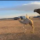 .للبيع خلفات