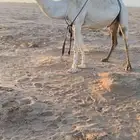 لقحه ثنو كفو