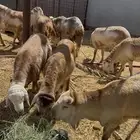 جذع سواكن مقفل شحم ولحم