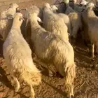 ضان دفيع مراح