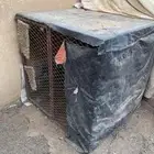 للبيع عشه دجاج