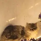 عندي قط ضايع له اسابيع لتبني