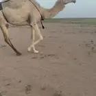 خلفه