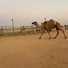 للبيع ضريبه