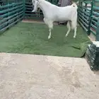 فحل مشروك جرم طيب
