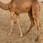قعود قصب لبيع طيب جدا