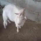 ماعز قزم