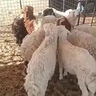 رخل للبيع السن جذعه
