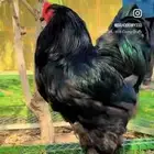 نوادر البراهما بانواعه