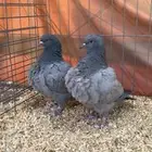 حمام فرش بارلس