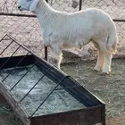 خروف من حلالي
