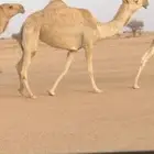 للبيع بكره ثنيه شقحا كفو (( تم البيع))