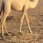 بكرة مفرودة شقحة