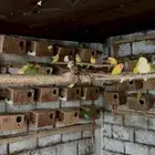 للبيع طيور روز ازواج