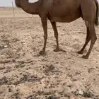 ناقه للبيع