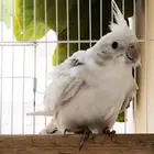 كروان اليف دبل فاكتور دومنينت سيلفر