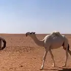 قعود كحيلان