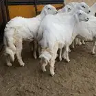 خرفان للبيع