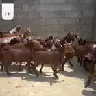 تيوس دهم بلدي العدد