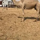 شعلا ضروبه كفوو