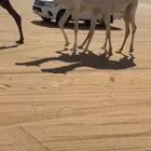 مفاريد طيبة