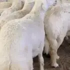 بيع اغنام متوفر تقسيط تابي وتمارا