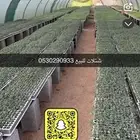 شتلات للبيع جميع الخطار