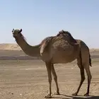 ذلول متلي