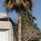 نخل واشنطني رفيع