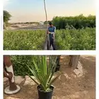 اشجار ونبتات