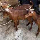 تيوس دهم للبيع