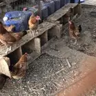 دجاج بلدي بياض