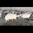 غنم نعيم دفيع