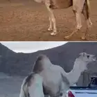 الأب   السيف الهرش جمل الوعيوع البلوي.