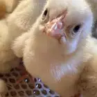 صوص لاحم