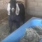 تيس عارضي فحل السن سديس صحه شرط ارتفاع