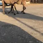 ضريبه رباع صفرا وبكره حقه تدخل لقيه دبيانيه