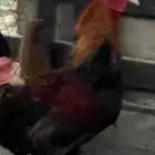 دجاج فرنسي اصلي بشاير