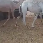 للبيع حشو طيبه كفو اطيب من التصوير القعدان 9وبكره وحده