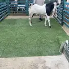 فحل هولندي جذع ماهد