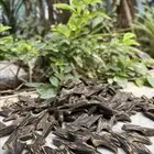 عود فخم من رياض موجود الباحه