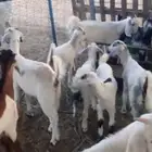 جفار عمر شهرين واكثر