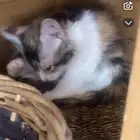 قطط شيرازي وهملايا انثى وذكر عمر شهرين