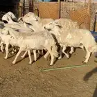غنم حريات