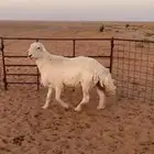 فحل حري صنف