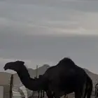 أفلح من ذكرالله وصلى على النبب أعرض لكم للبيع قعود مجهم